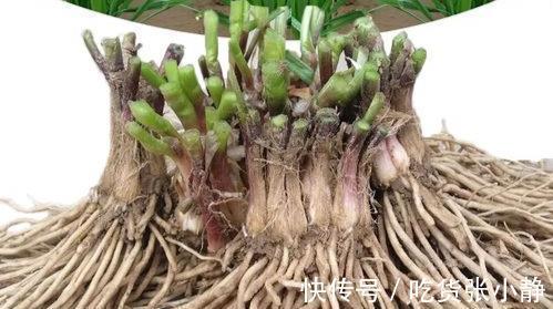 韭菜|6种绿叶菜，“菜根”不要扔，种到花盆里，20天左右就能摘着吃