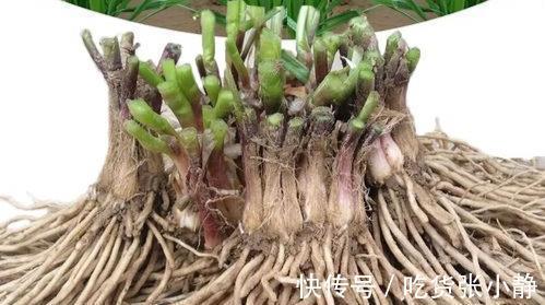 6种绿叶菜,“菜根”不要扔,种到花盆里,20天左右就能摘着吃