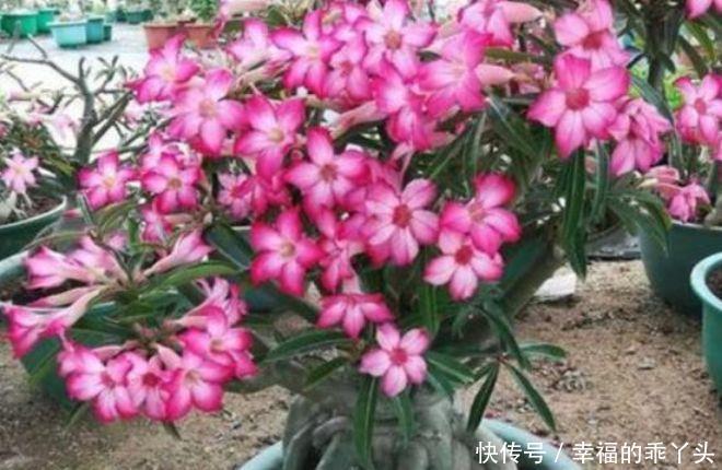 清新迷人的几种花卉,花香易打理,开花艳丽惹人爱,沾土就活