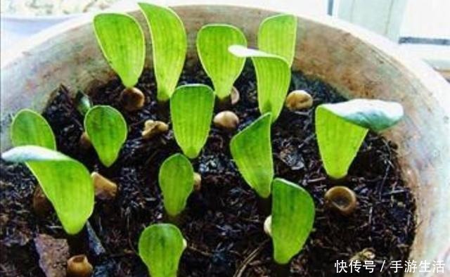 君子兰不用买,4个步骤培育出大量小苗,方法很简单!