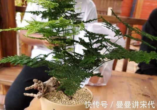 散光|最不耐晒的3种花，养在室内才好看，搬出去一天就枯了