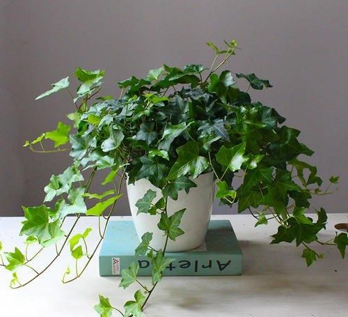  陪伴|家里有小孩，用这三种花陪伴，打碎也不心疼