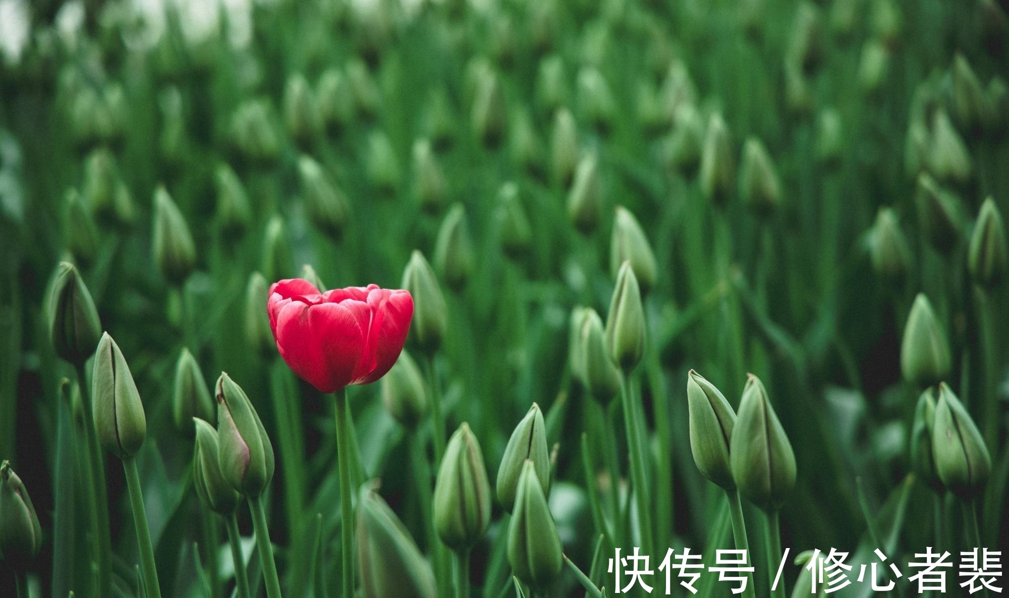 伤春悲秋!欧阳修写给少年的一首诗,开头14字豁达,结尾10字却十分尖锐