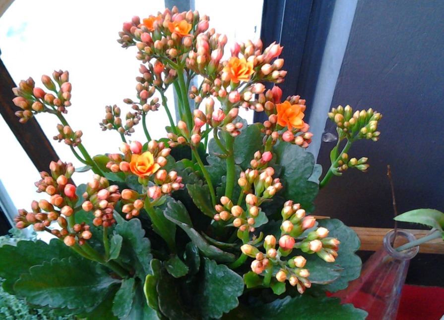 长寿花不开花水分和施肥是关键,注意几点,年年爆盆!