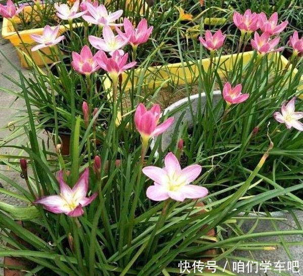 6种“垃圾”最适合做花盆,一分钱不花就能得到,比买来的还精致!