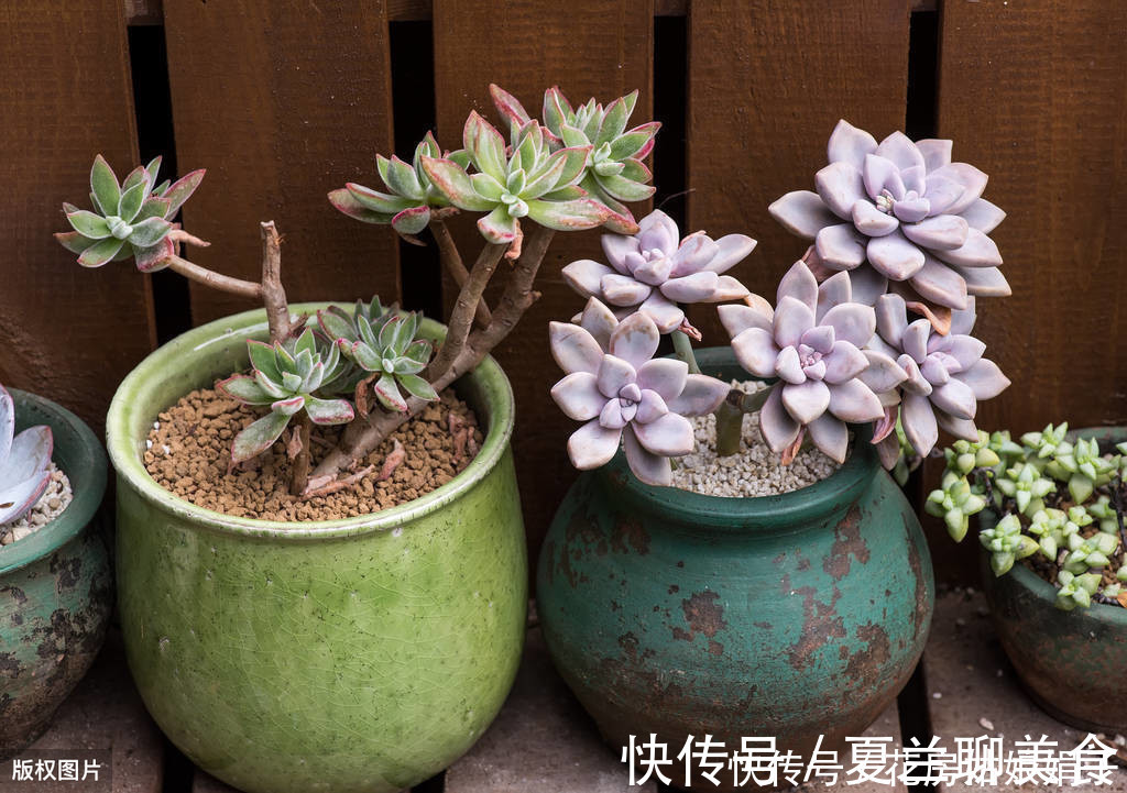 多肉植物怎么浇水？提供浇水七大知识点，让养殖多肉变得更加简单