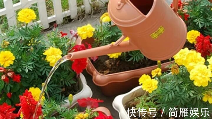 花卉|悄悄告诉你,养花高手都会的10个“小妙招”,学会以后,事半功倍