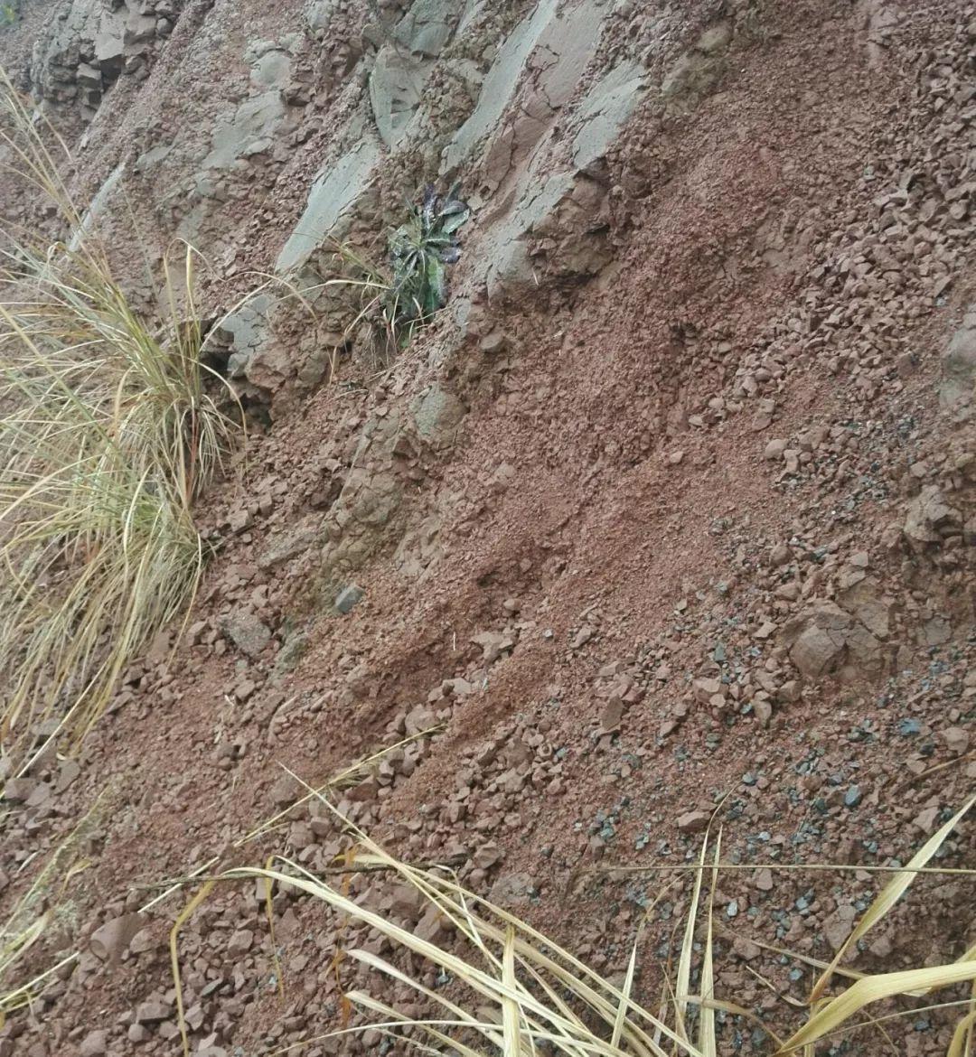 “蚯蚓粪”养花也不赖,增粉还透气,啥花都能养好!