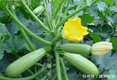 西兰花都靠边,此菜才厉害,清热解毒,皮肤细