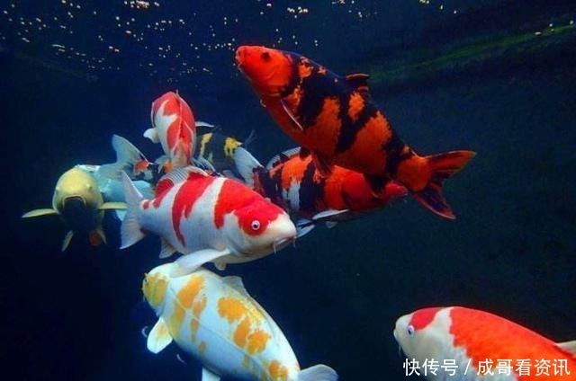 发生|晚上关灯后,观赏鱼为什么会发生剧烈的惊缸现象