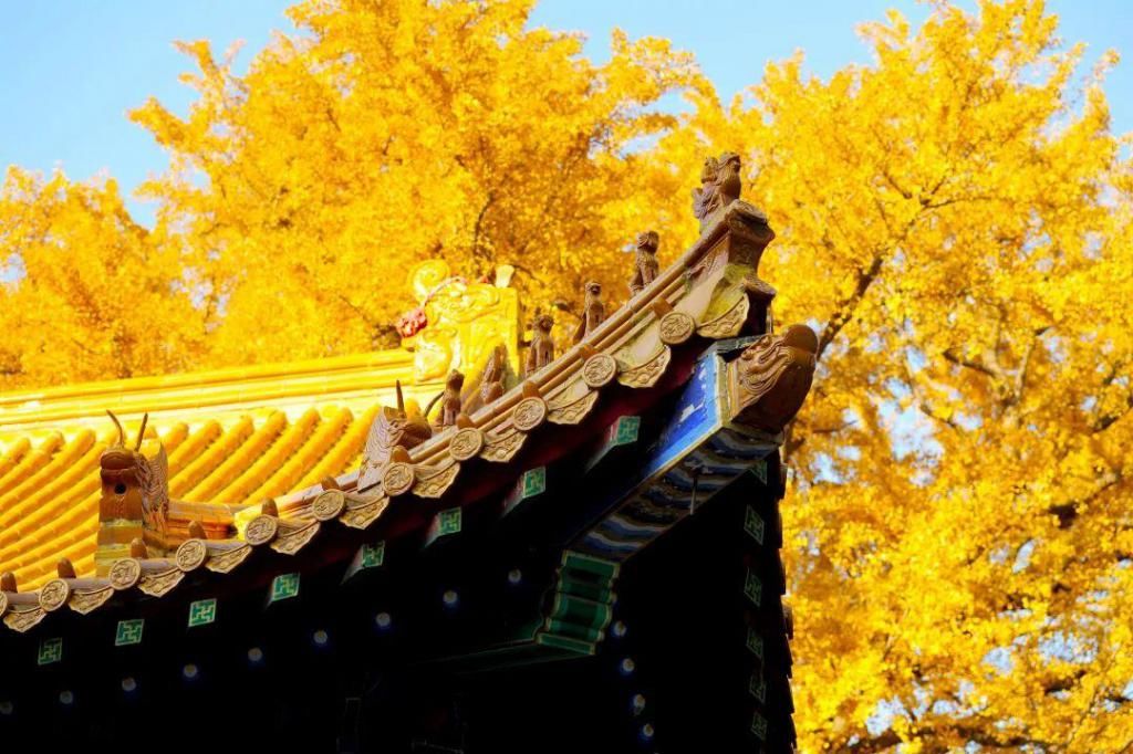 出门|赏秋千万别急着出门，除非你看了这篇文章之后！