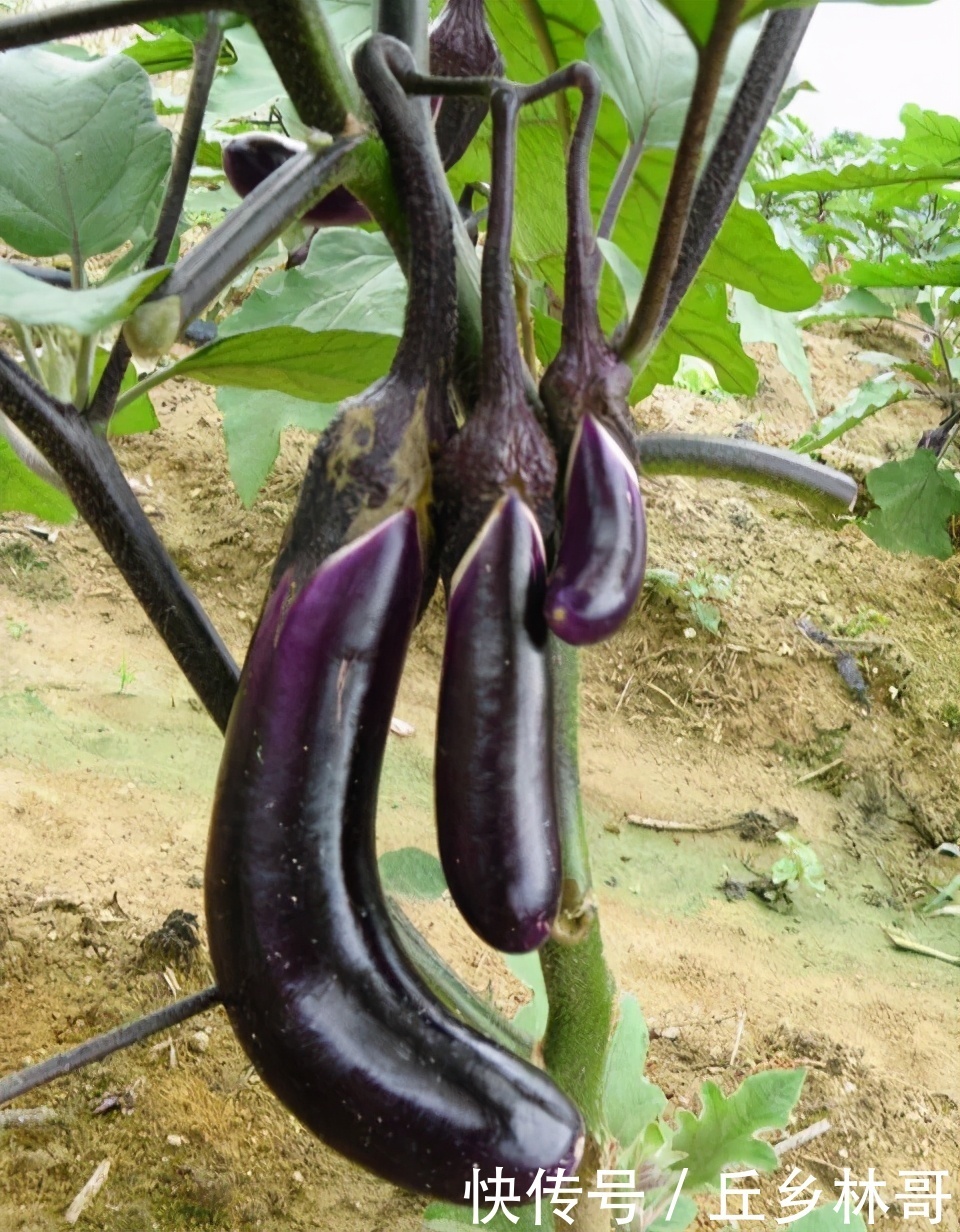 吃了半辈子茄子,还是这个做法最好吃,味道超正宗,饭店都吃不到