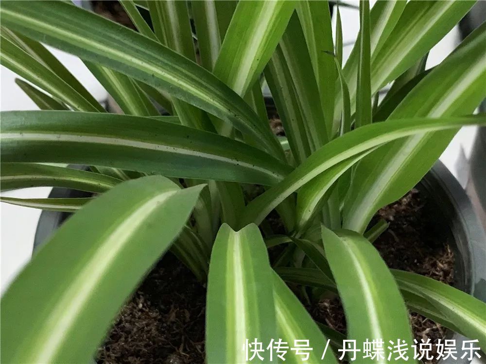 有害气体|要想身体健康长寿,家庭必备的几种植物!