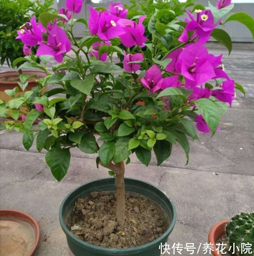 植株|家里养5种花，冬天剪一剪，来年长得旺，开花多