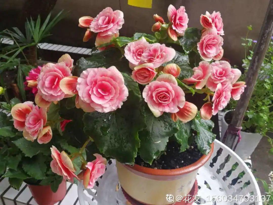 蓝目菊|蓝雪花妥妥的开花机器,花量大、花期长,让人不得不爱