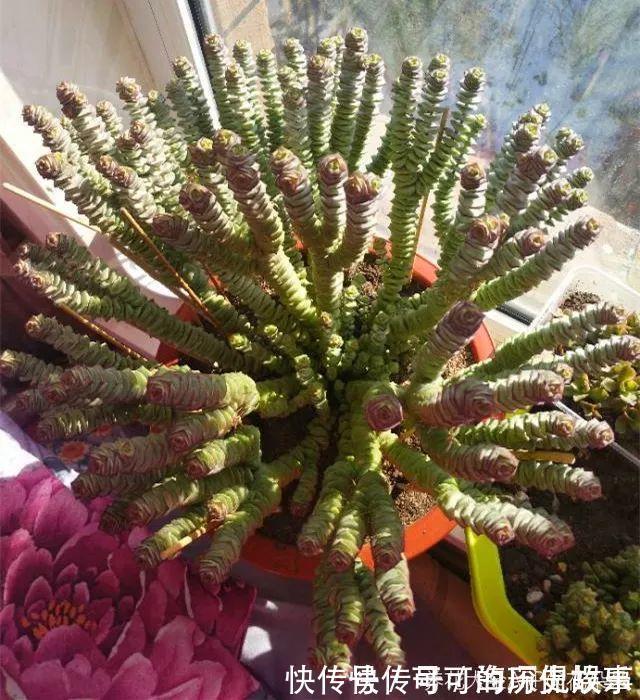 静夜静夜|6种多肉太难养,赶紧留个种,省得每年都要重新买!