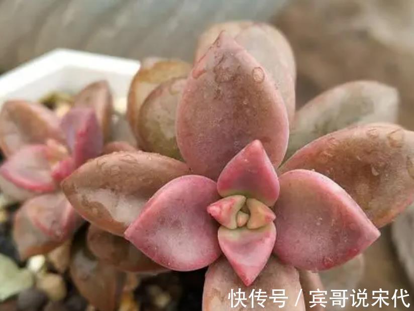 自来水|休眠中的多肉,遇上高温天,想“保命”就得落实此4点