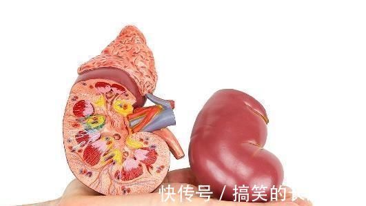 泡水|老中医：男人要养肾，喝水加1宝，让你回到“青年”时状态！