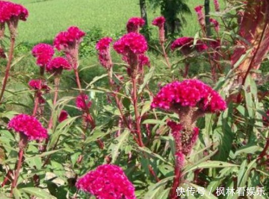 農(nóng)村路邊一種野花,價值珍貴,藥用價值高,營養(yǎng)價值高