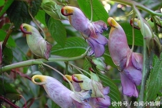 窒息|世界上最美的5种花,有1种极其少见,每一种都美到窒息