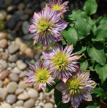 这“3种花”，靠一根枝就能“蹿满墙”，家里养一盆，半月成红墙