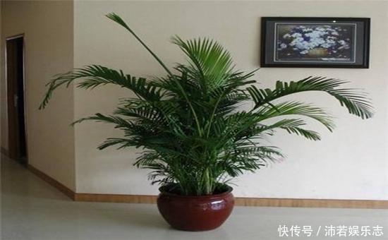 元气满满|听说养花还可以给室内降温,养上这些花,让你清凉一夏天