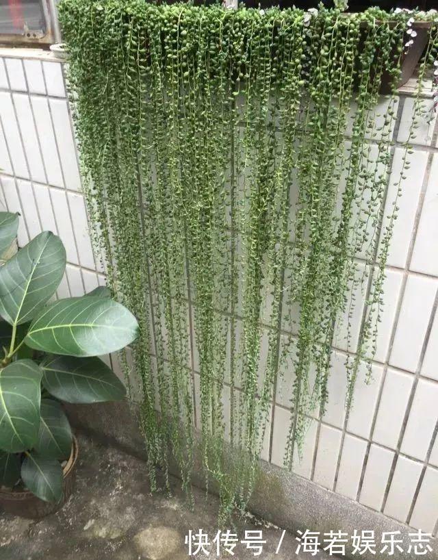 珠子|家里养了这花,小孩最喜欢,好看好玩太值了!