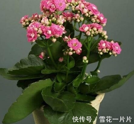 卧室养三种花,叶片绿,开花艳,空气清新,睡眠质量高