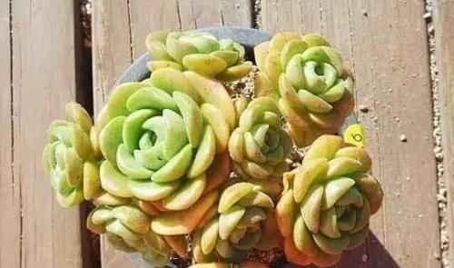 达摩福娘|4种自带香味的多肉,窗台养一盆,满屋子飘香,你养过几种?