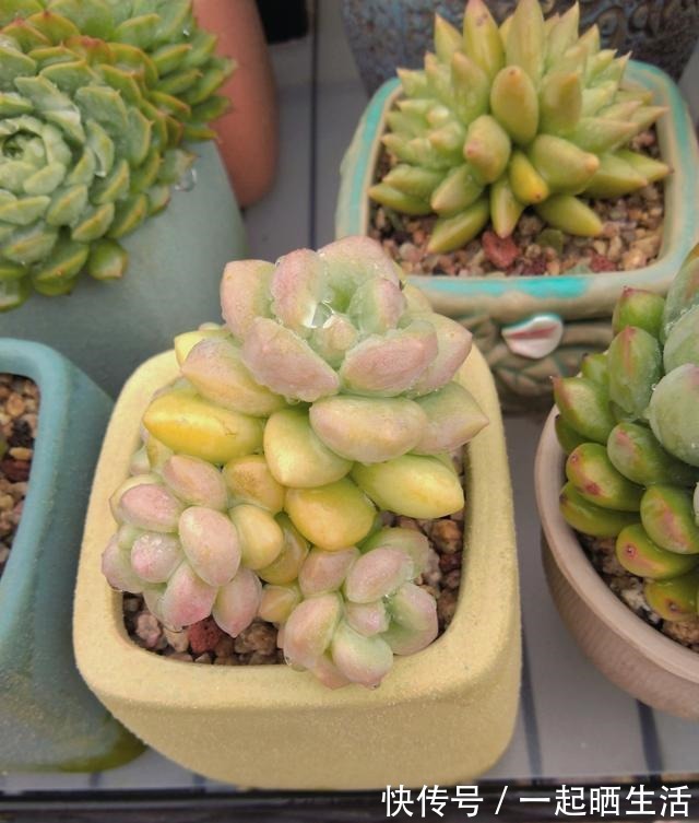 入秋后多肉如何变美,看看对比照来学习养护经验!