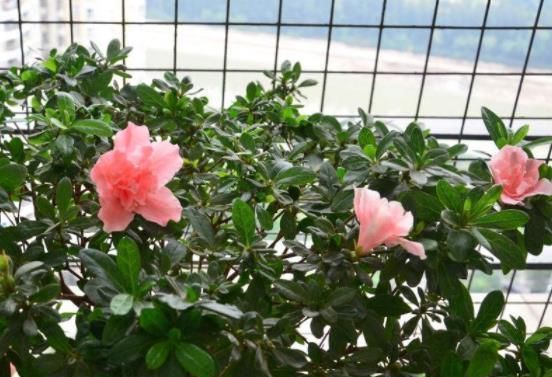 “玉米棒”还在扔往盆里一塞,等于“促花激素”,花开爆不停