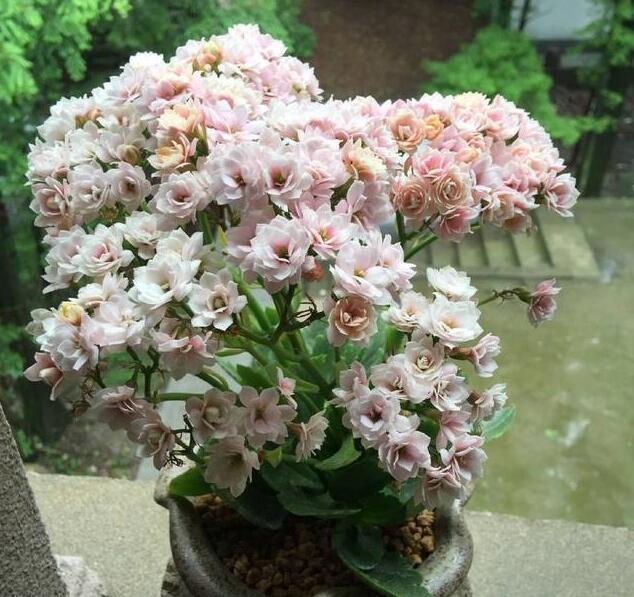 李小姐养“长寿花”,只是加个“它”,盆盆“开满”花,美爆了!