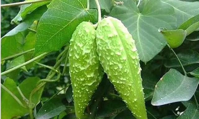 菜食|农村山间神奇草药萝藦果，化痰止咳，补虚助阳，全身上下都是宝