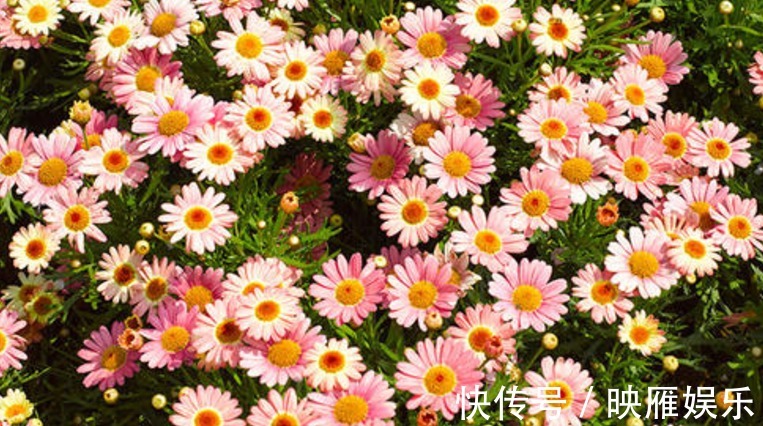 爆盆|罕见的花卉“玛格丽特”养护要求较高,只要方法的当,花开爆盆!