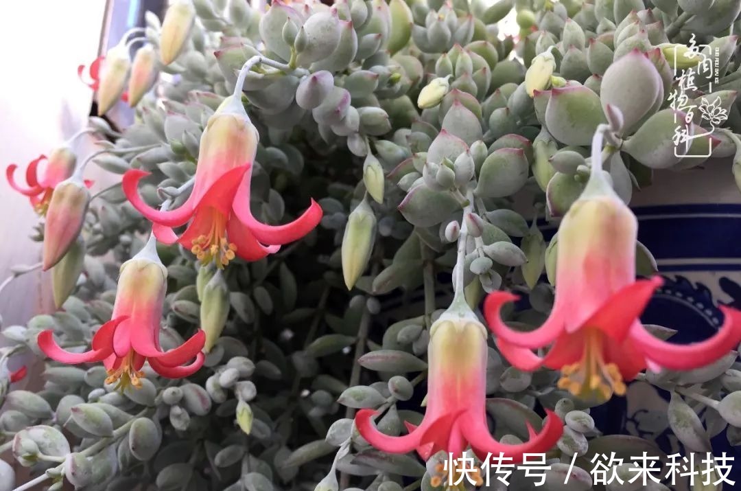 柴米油盐的日子,养几盆多肉吧,为生活添几抹色彩!