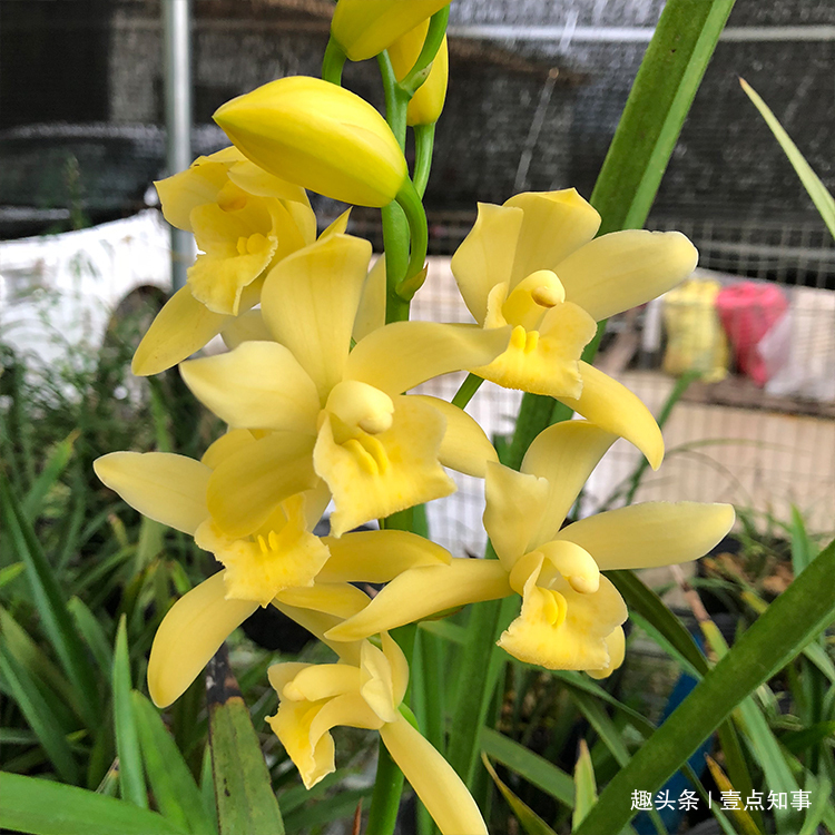 兰花施肥有讲究，跟老花匠学3招，花开爆盆