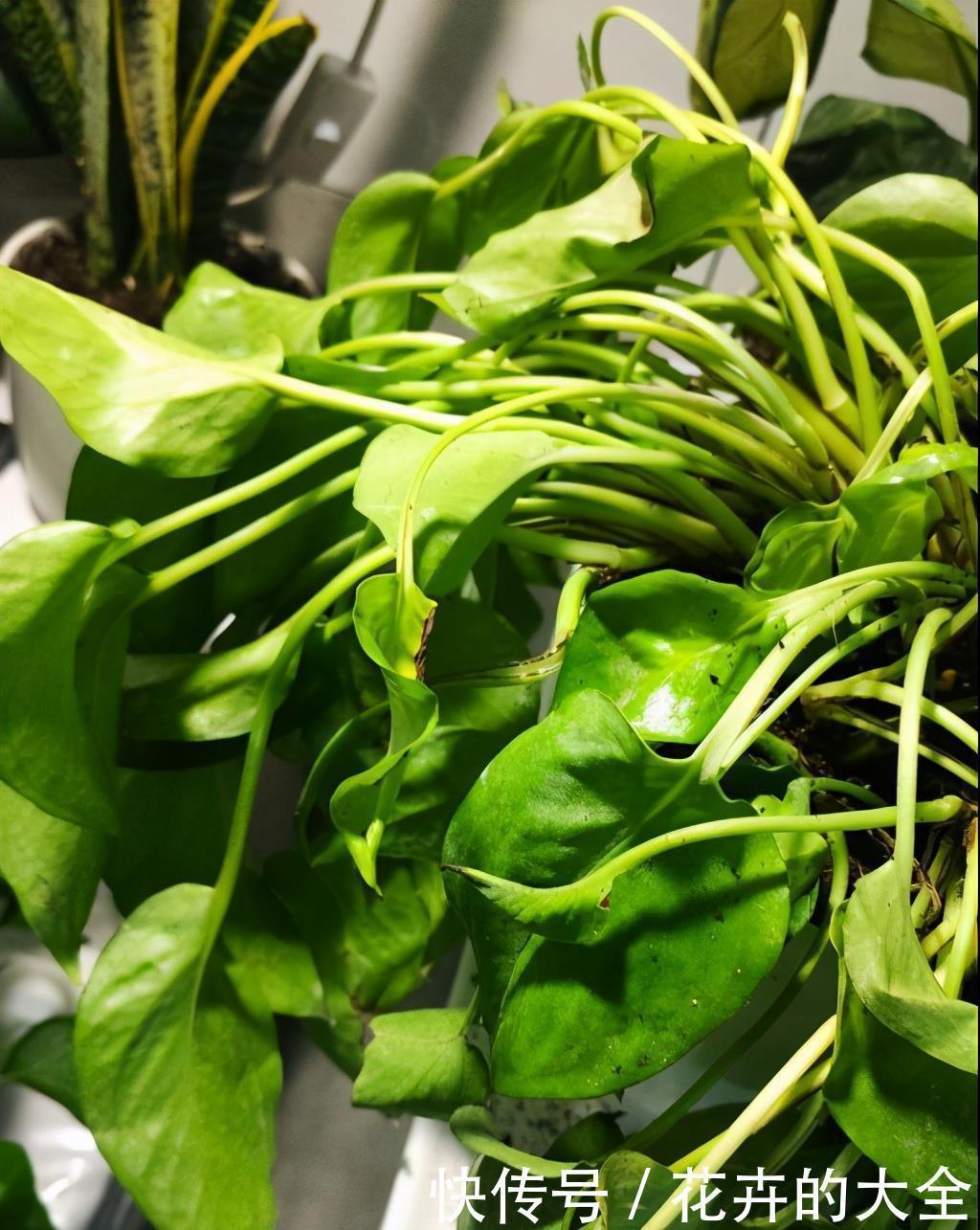 这些“娇气花”,冻坏也别扔,剪一刀,救一命