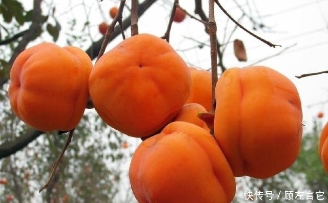 俗语|农村俗语：“一个柿子十副药”，有道理吗？老农告诉你答案！