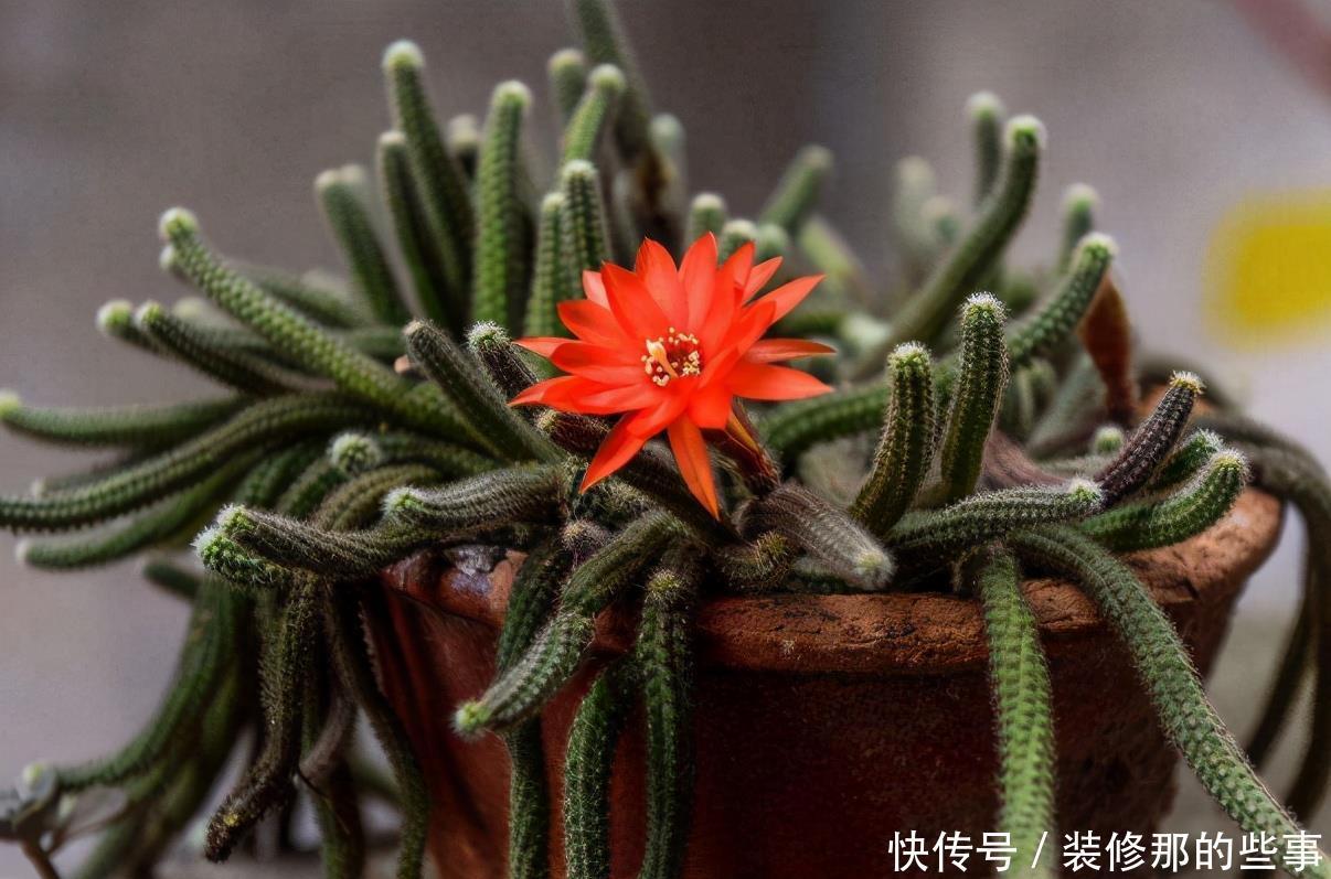 干旱|耐干旱的3种小盆栽,不用浇水不用管,养着养着就泛滥了