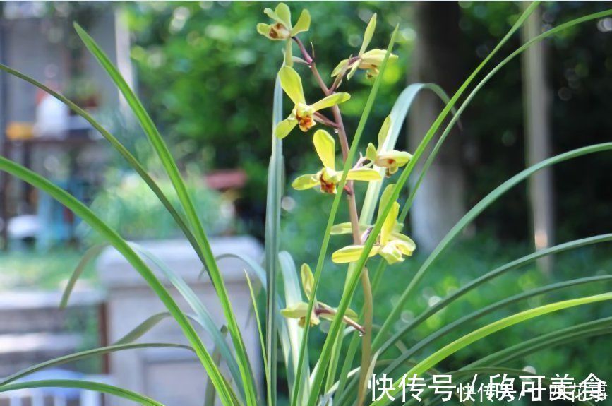 蕙兰|这花公认难养，冬天室内要注意，放外面冻20天，开花多又香