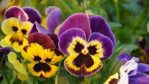 这几种花越养越上瘾，简直是爱花人的福音