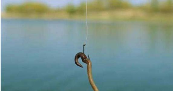 钓鱼高手分享的诱饵秘诀，跟着老钓手学饵料搭配注意事项！