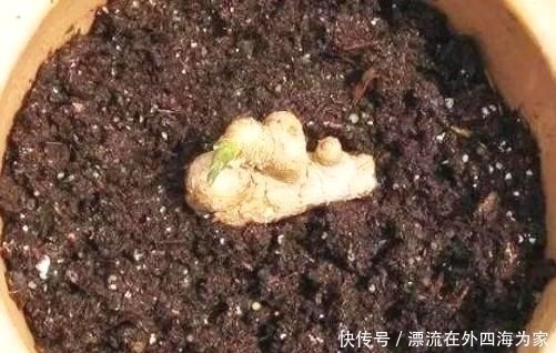 保存生姜不要放冰箱,教你一个土方法,放半年都不干瘪,太实用了