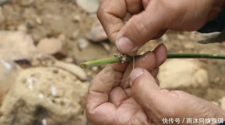 钓鱼|山居老伯钓鱼，竹子做竿，蟑螂做饵，可钓的鱼一百一条