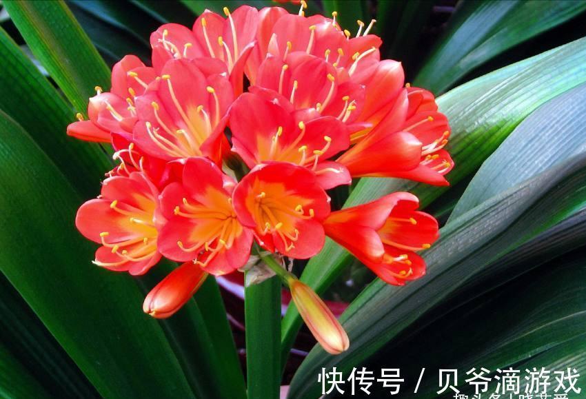 适合客厅养的“6种花”，一个比一个好养，一个比一个好看