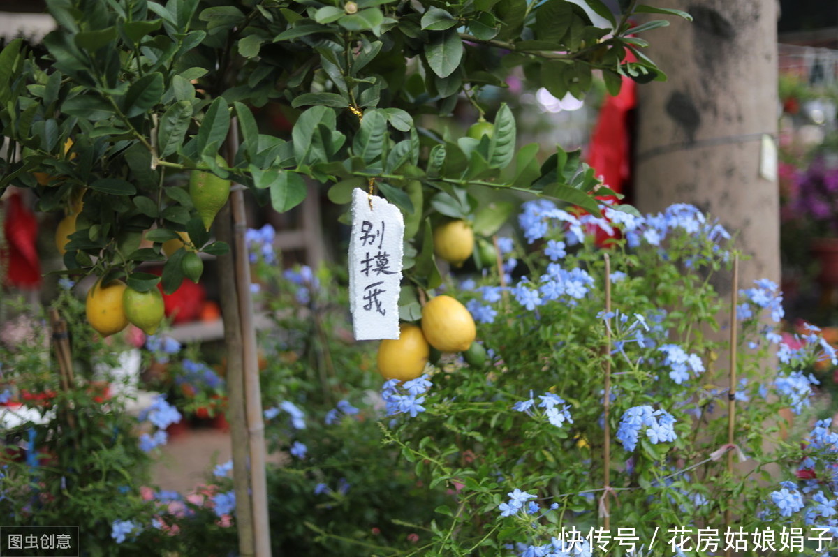 枝条|适合6月里扦插的6种花，插到纸杯里就生根，1根枝条就能成活