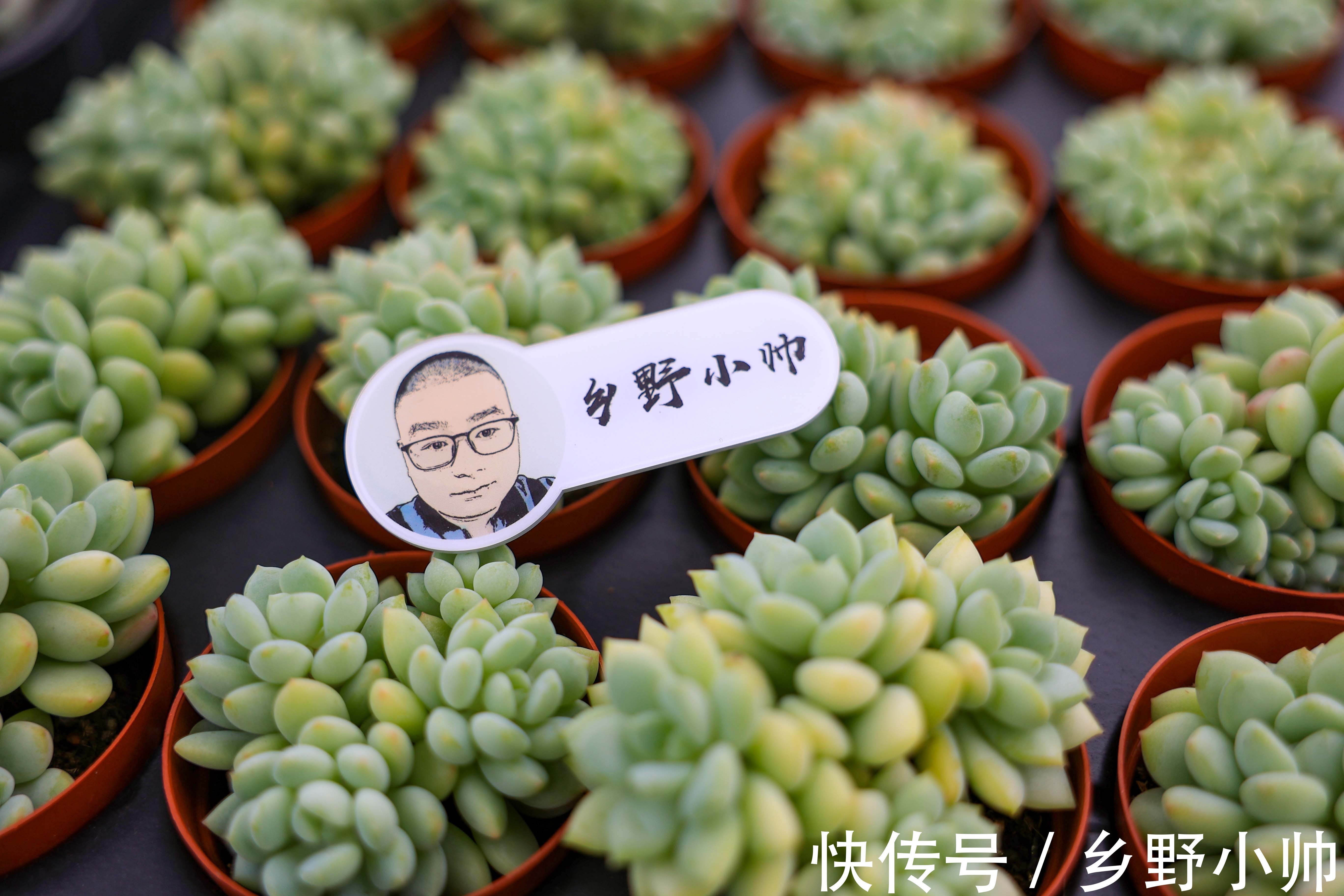 景天科|玉如意、赫拉,一看就贵气满满的多肉,皮实好养,好奇心满满