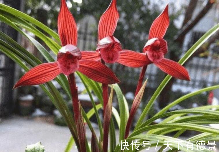 长势|手指扎根刺,用针挑太痛苦,学会这个小妙招,让刺自动跑出来