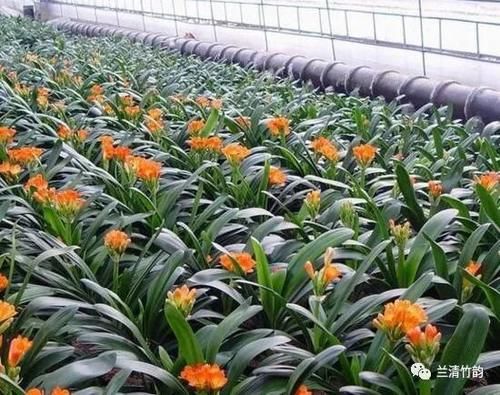 君子兰怎么养：君子兰锈斑病怎么处理，施肥涂药换盆土