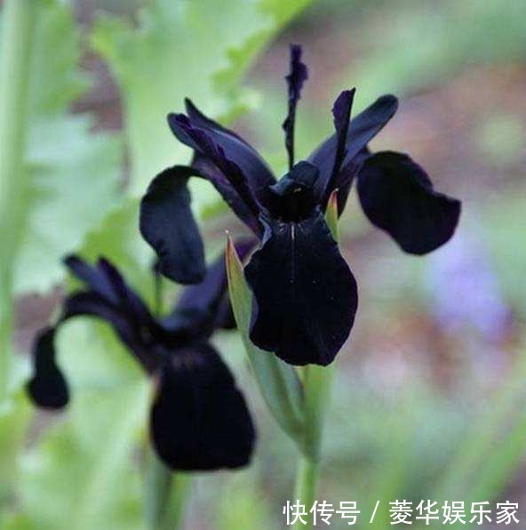 10种罕见的黑色花,都说很高贵,我怎么觉得诡异